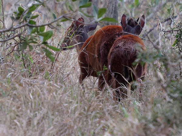 <h3><a href="/trips/safari/biota/animalia/chordata/mammalia/artiodactyla/bovidae/cephalophus natalensis/cephalophus natalensis-en.html">Cephalophus&nbsp;natalensis</a> / Red&nbsp;duiker / Rode&nbsp;duiker</h3>OM-1 Mark II with OLYMPUS M.150-400mm F4.5, 1/250 sec at F4.5, ISO 10000, distance 53.7&nbsp;m